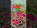 Download Lagu There is only one principle of my love, that I accept you no matter how you are. #video #love #viral #shorts #song