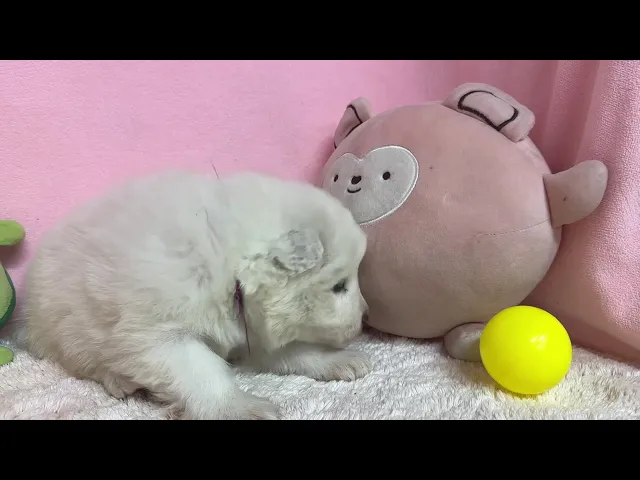 動画