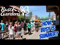 How Busy Is Summer Busch Gardens Tampa