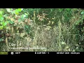 Crossbow Herbicide Timelapse