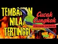 Download Lagu MASTERAN CUCAK CUNGKOK GACOR FULL TEMBAKAN NILAI TERTINGGI ‼️ Chloropsis hardwickii Singing