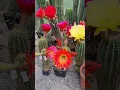 Cactus Flowers #cactus #gardening #nature #plants #succulents #cacti #trichocereus #flowers #garden