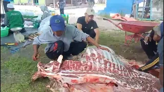                                                دندنها