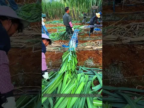 How Workers Clean Sugarcane at Incredible Speed! 🌿 #shorts