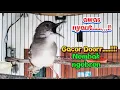 Download Lagu Ciblek kristal Gacor Dor ngebren variasi merangsang Ciblek bahan cepat bunyi