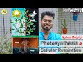 Photosynthesis Cellular respiration working model for science exhibition