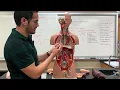 Blood Vessels of Torso Model Updated