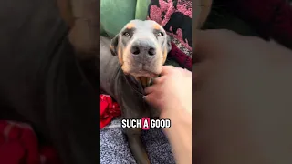 She’s such a good girl!! #Fyp #Doberman #pets #life