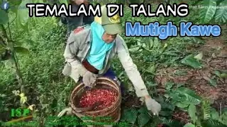 Download GITAR TUNGGAL SUMATERA SELATAN ''DIKDE BETUAH'' / TEMALAM DI TALANG MUTIGH KAWE . MP3