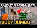 Download Lagu INI NAMANYA MERAWAT MURAI BATU BODY JUMBO AGAR MURAI BATU GACOR | DRK MURAI BATU TERBARU