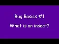 Bug Basics What is an Insect