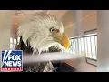 NYPD officer recall rescue of bald eagle Looked like he was calling out for help
