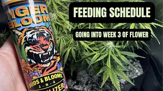 Fox Farm Feeding Schedule Week 3 Flower How I Mix Tiger Bloom Step by Step