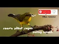 Download Lagu suara pikat sogon yang susah turun.