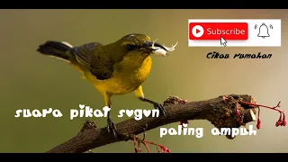 Download suara pikat sogon yang susah turun. MP3