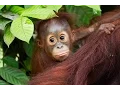 Download Lagu An introduction to the Heart of Borneo