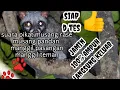 suara musang pandan musang rase bahan pikat agar cepat keluar siap tes atau praktek 👍