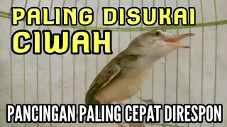 Download Pancingan CIBLEK SAWAH / PRENJAK KLIK KLIK ampuh agar CIWAH bahan cepat gacor nembak MP3