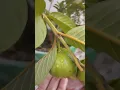 Download Lagu culik aku dong #guava #guava plant ☘️🌵#shorts #shorts video