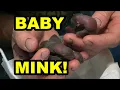 1st Litter of Baby Mink!