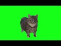 OIIAOIIA CAT but in 4K (Not Actually)