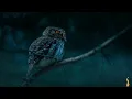 Download Lagu suara burung hantu seram