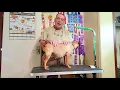 Natural Pregnancy Supplement for Dogs