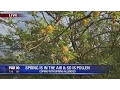 Pollen in love with you Coping with spring allergies in Arizona