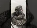 Shocking Moment of a Deadly Cobra