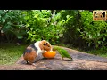 Download Lagu (No Ad Interruptions) Cat TV for Cats to Watch😺 Cute Little Birds with Squirrel-mania🐿️10 Hrs 4K HDR