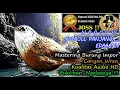 Download Lagu Masteran Burung Luar Negeri Suara Unik Mirip Prenjak - Burung Canyon Wren HD AUDIO