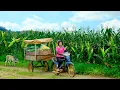 Download Lagu Harvest A Cart Of Sweet Corn After 95 Days Of Planting To Sell At The Market, Cook Corn Milk, Garden