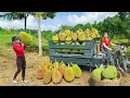 Download Lagu Harvesting 1,000 KG of Jackfruit with a 3-Wheeled Vehicle to Sell at the Market