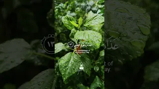 قل أني أخاف أن عصيت ربي عذاب يوم عظيم القارئ الشيخ حسن صالح 