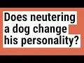 Does neutering a dog change his personality