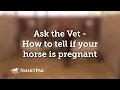 Ask the Vet - How to tell if your horse is pregnant