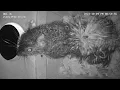 Soaking Wet Squirrel Seeks Shelter Snores All Night Long