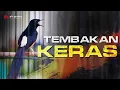 Download Lagu MURAI BATU GACOR ISIAN TEMBAKAN KERAS NGEROL PANJANG