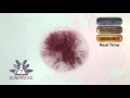 AB-001 - Marquis Reagent