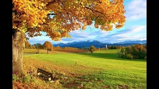 سورة النجم من أروع ما سمعت للشيخ أبو بكر الشاطري 