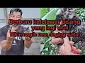 Berburu kekelawar pisang yang lagi viral Bikin nagih rasa daging sultan