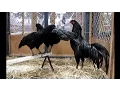 Download Lagu Sumatra schwarz, Lipsia-Schau Leipzig 2013, Sumatra chicken