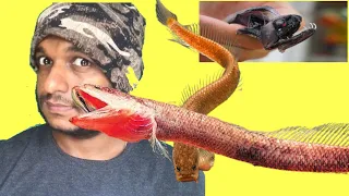 100 million year old fish found alive in malappuram fields rare fish family found in malappuram 