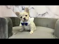 Fluffy French Bulldog M at Furry Babies Portage