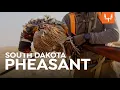 South Dakota Pheasant Cal in the Field