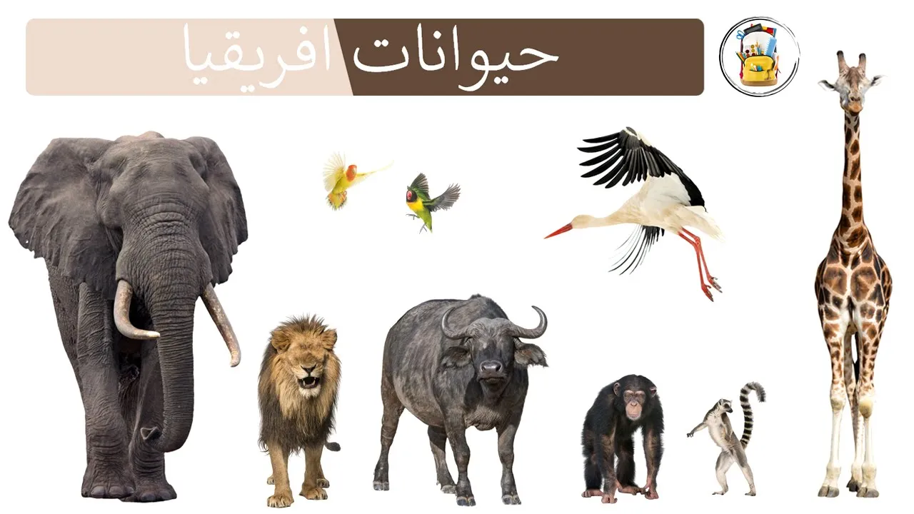 Les Animaux D'Afrique En Arabe - جميع حيوانات افريقيا وأصواتها - أصوات الحيوانات - أسماء الحيوانات