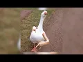 【ryo (supercell)】hakushu kassai utaawase / 拍手喝采歌合 - Slowed and Reverb