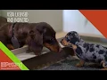 Have you seen where petland gets their puppies from