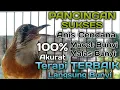 Download Lagu Anis Cendana (zoothera peroni)