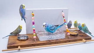 I Built a DIY Water Station for 40 Scared Budgies